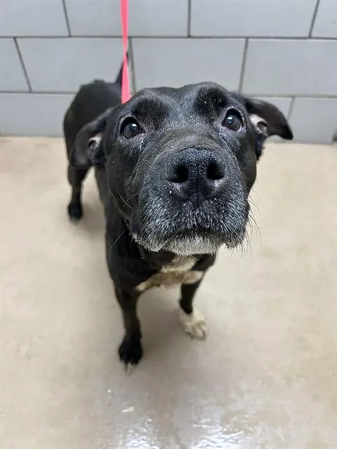 An adult medium-sized female Black Mixed Breed dog named Odette for adoption in Nashville, TN