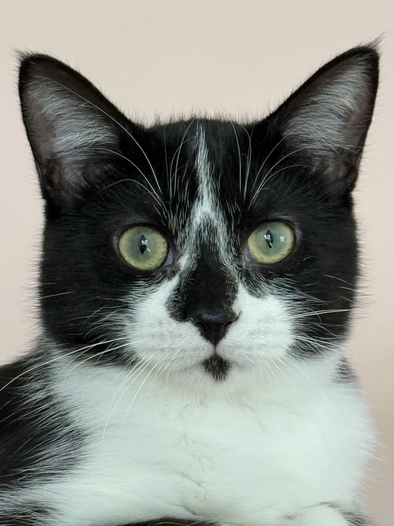 An adult large-sized female Domestic Short Hair cat named Rosie for adoption in Joliet, IL