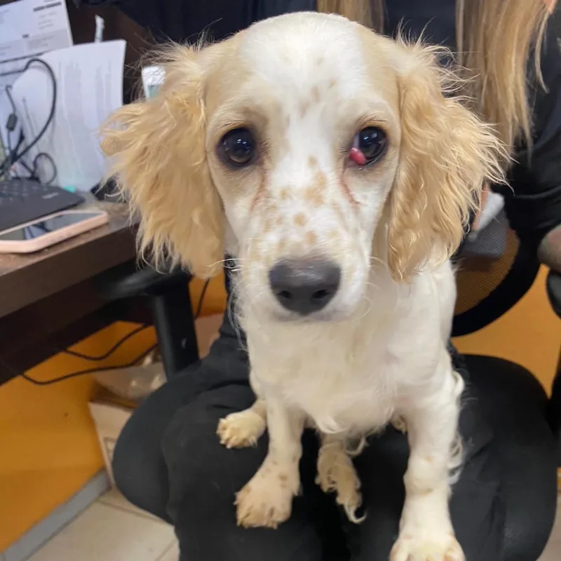 A young small-sized female Apricot / Beige Cocker Spaniel dog named Pippa for adoption in Joshua Tree, CA