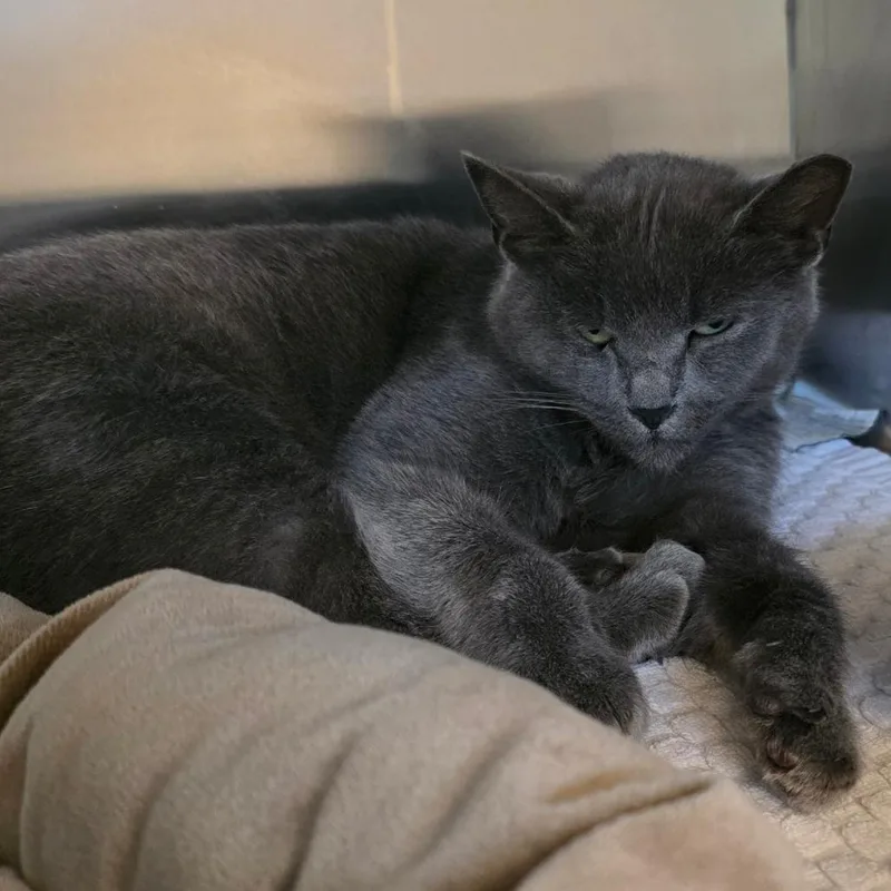 An adult medium-sized female Gray / Blue / Silver Domestic Short Hair cat named Pee Wee for adoption in Bristol, IN