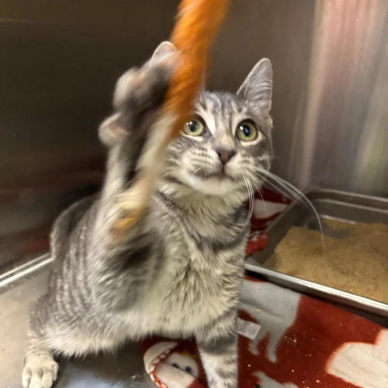 A young medium-sized female Gray / Blue / Silver Domestic Short Hair cat named Amethyst Meadow for adoption in Davenport, IA