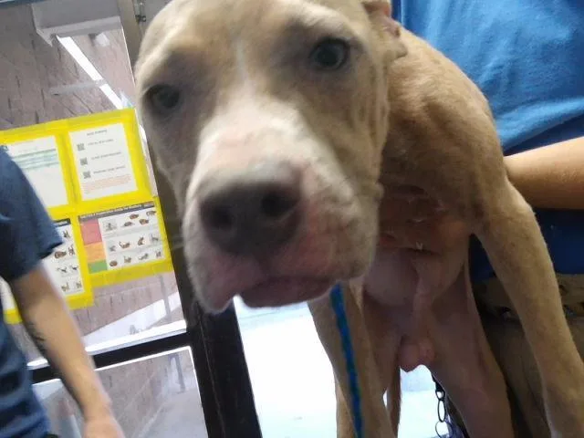 A baby small-sized male Pit Bull Terrier dog named Mo for adoption in Tulsa, OK