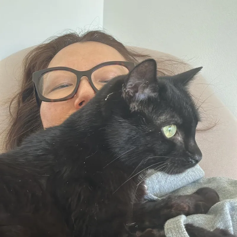 An adult medium-sized male Black Domestic Short Hair cat named Mouse for adoption in Brooklyn, NY