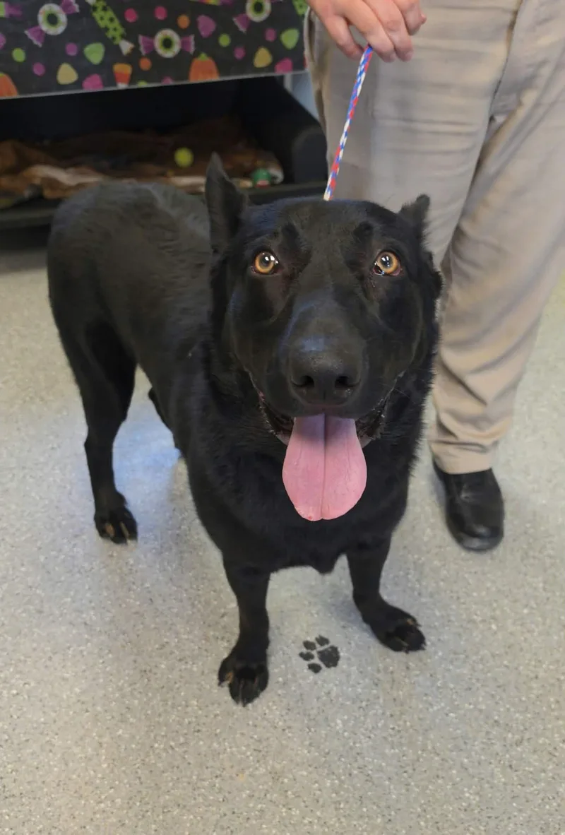 An adult large-sized male German Shepherd Dog dog named Ozzy for adoption in Watertown, NY