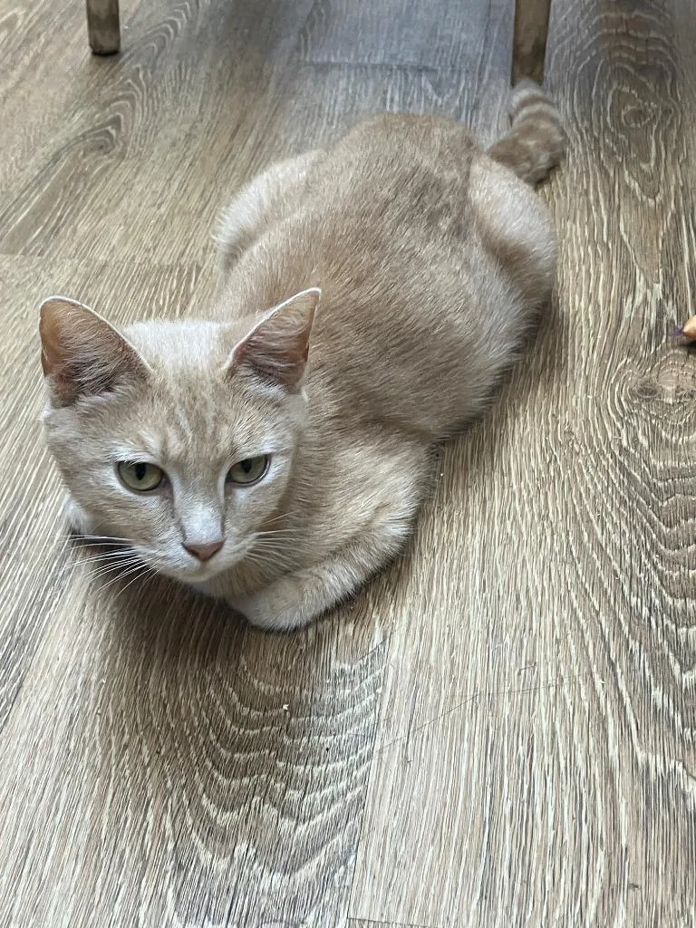 A young medium-sized female Domestic Short Hair cat named Raya for adoption in Lunenburg, MA