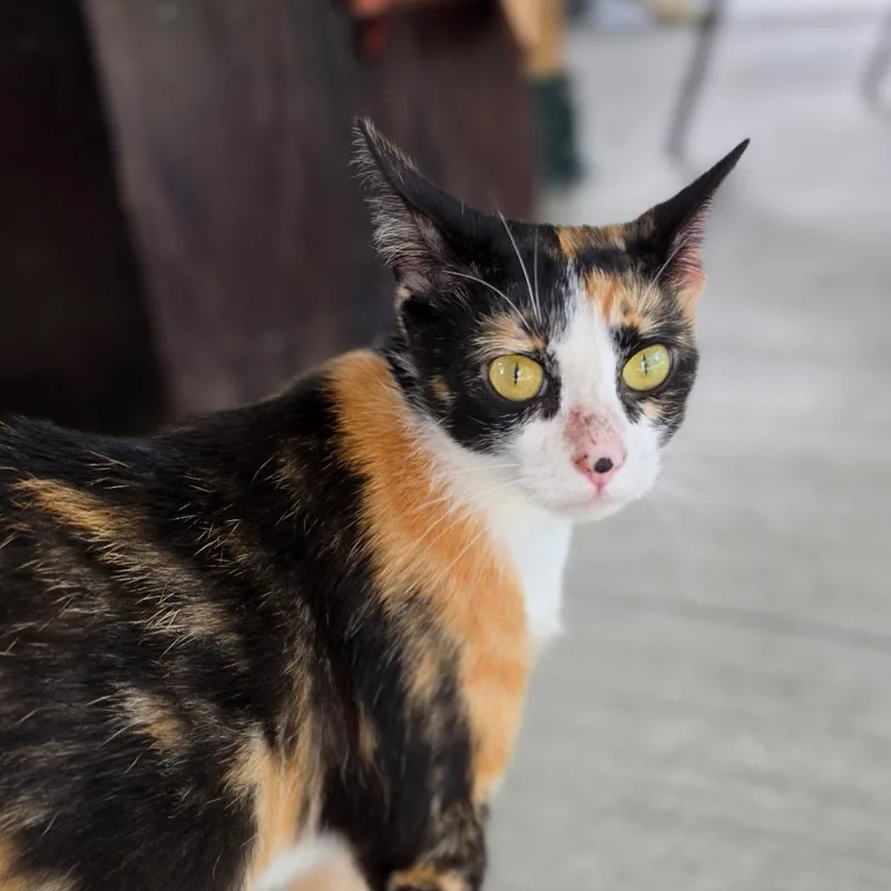 An adult medium-sized female Calico Domestic Short Hair cat named Calliope for adoption in Muncie, IN