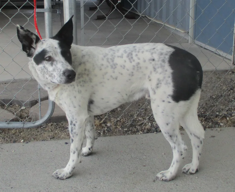 An adult medium-sized male Harlequin Cattle Dog dog named Rango for adoption in Elko, NV