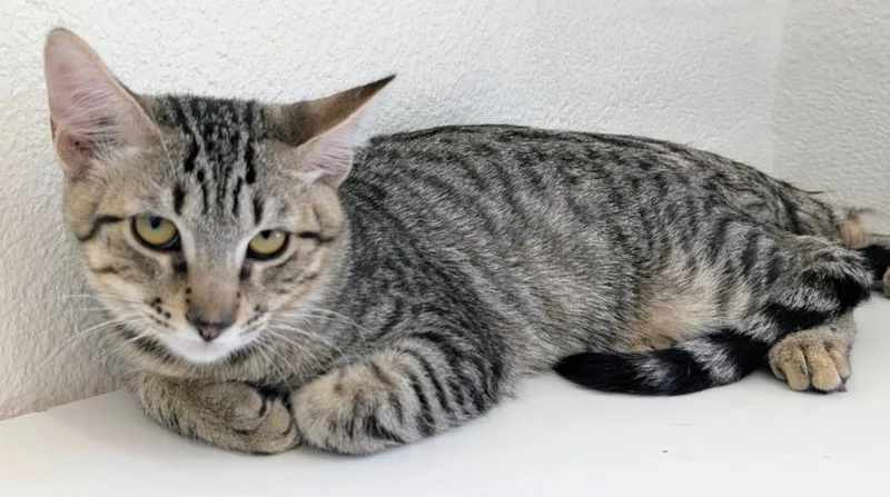 A baby medium-sized male Domestic Short Hair cat named Chili B for adoption in Peoria, AZ