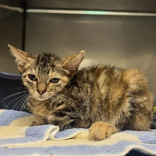 A baby small-sized male Brown / Chocolate Domestic Short Hair cat named Gizmo for adoption in Lake Panasoffkee, FL