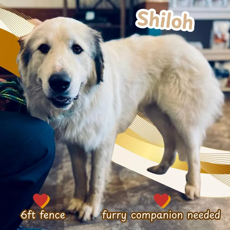 Shiloh