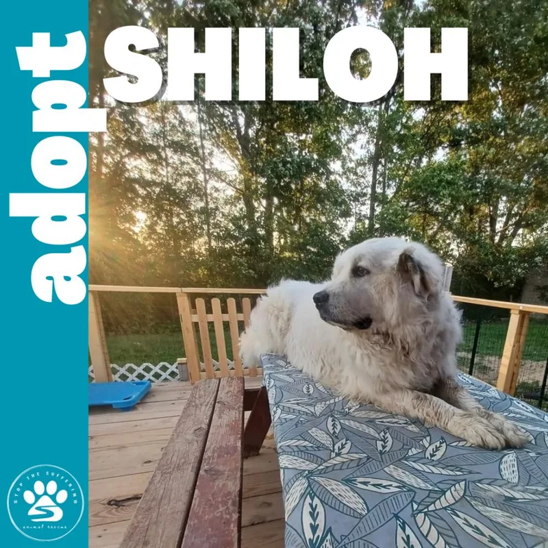 Shiloh thumbnail 2