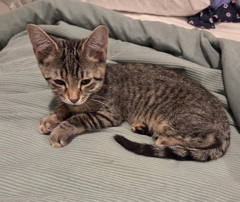 A baby small-sized female Tabby (Gray / Blue / Silver) Domestic Short Hair cat named Snickers for adoption in Mount Prospect, IL