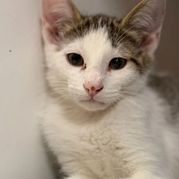 A baby small-sized male Domestic Short Hair cat named Benedict for adoption in Des Moines, IA