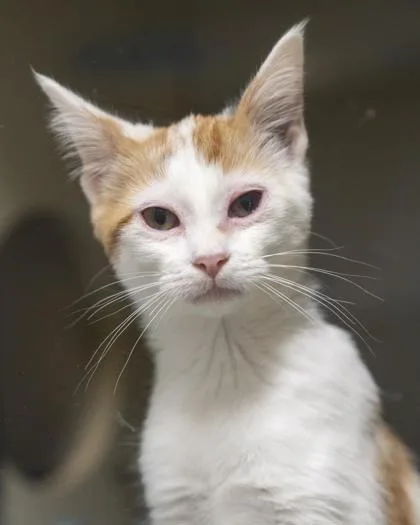 A baby small-sized female Domestic Short Hair cat named Libby for adoption in Pequot Lakes, MN