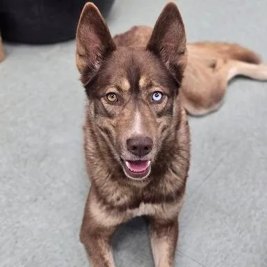 A young medium-sized female Husky dog named Autumn for adoption in Danbury, CT
