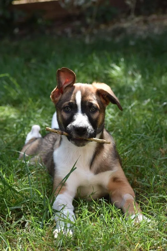 A baby medium-sized male Mixed Breed dog named Otter for adoption in Chico, CA