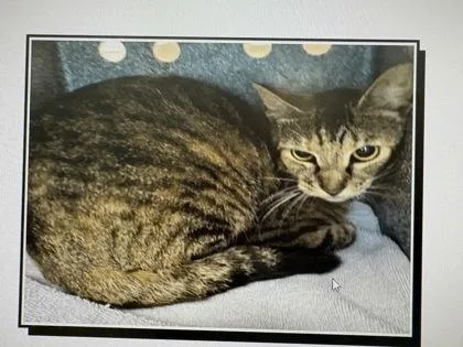 A young medium-sized female Domestic Short Hair cat named Basket Star for adoption in Daytona Beach, FL