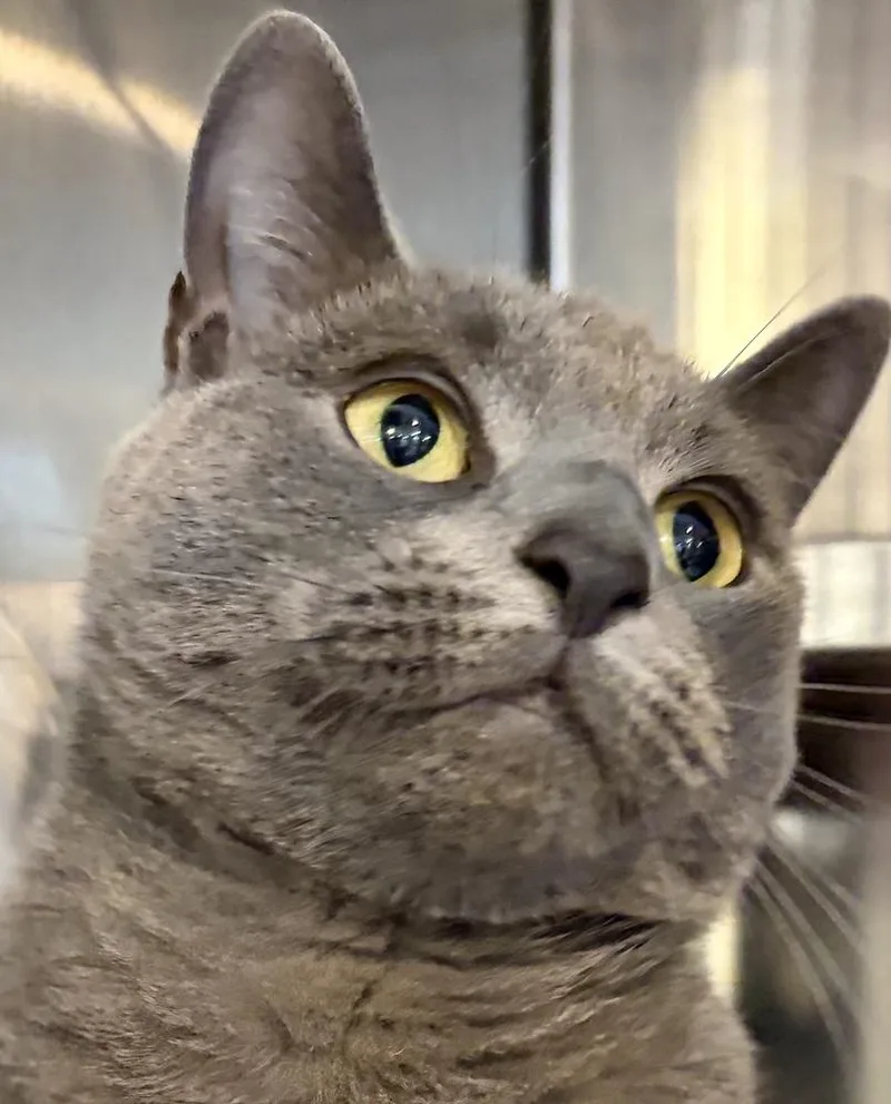 An adult medium-sized female Gray / Blue / Silver Domestic Short Hair cat named Willow for adoption in Southbury, CT