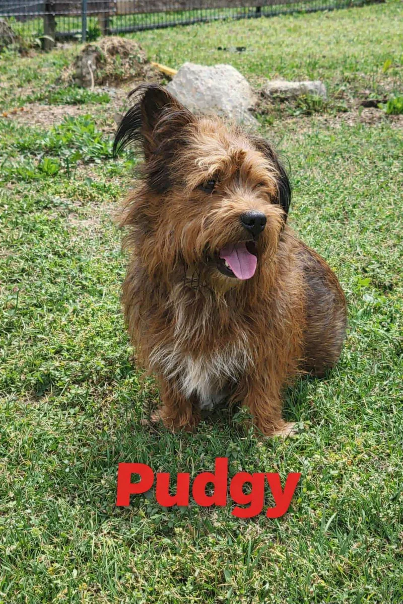 Pudgy
