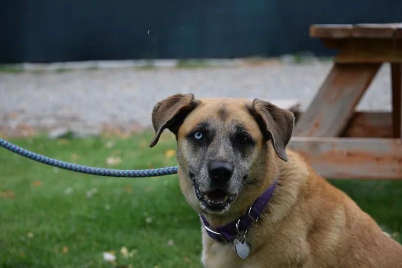 An adult large-sized female Black Mouth Cur dog named Ella for adoption in Salmon, ID