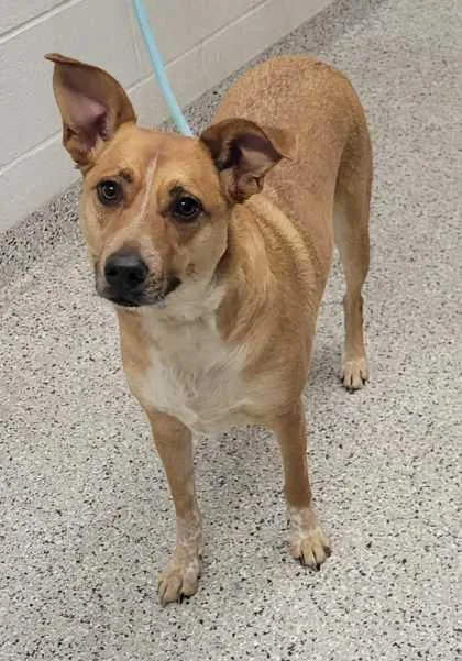 An adult large-sized female Yellow / Tan / Blond / Fawn Mixed Breed dog named Starlight for adoption in Kansas City, MO