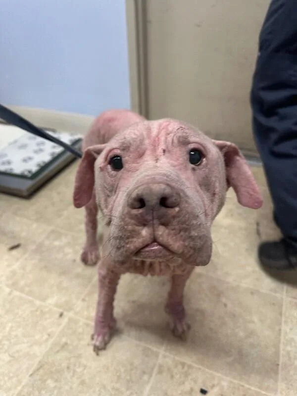 An adult large-sized female Tricolor (Brown, Black, & White) Mixed Breed dog named Talia for adoption in Cincinnati, OH