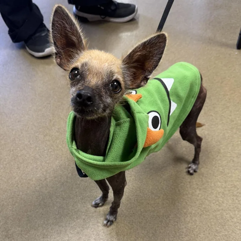 A senior small-sized female Yellow / Tan / Blond / Fawn Xoloitzcuintli / Mexican Hairless dog named Calavera for adoption in San Antonio, TX