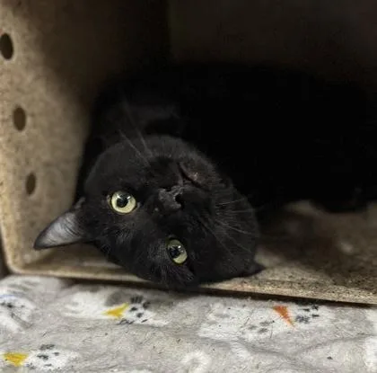 An adult small-sized male Domestic Short Hair cat named Percy for adoption in Missoula, MT