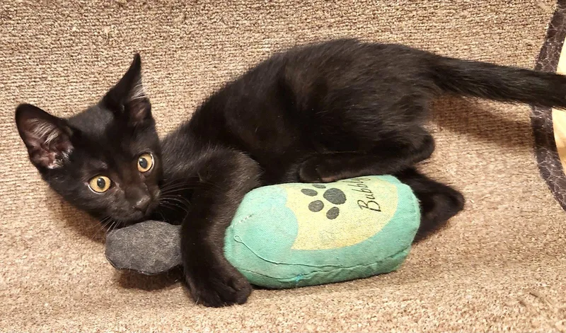 A baby medium-sized male Black Domestic Short Hair cat named Carter for adoption in Shawnee, KS