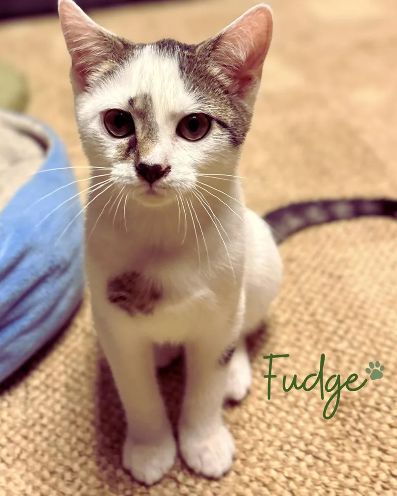 Fudge thumbnail 2