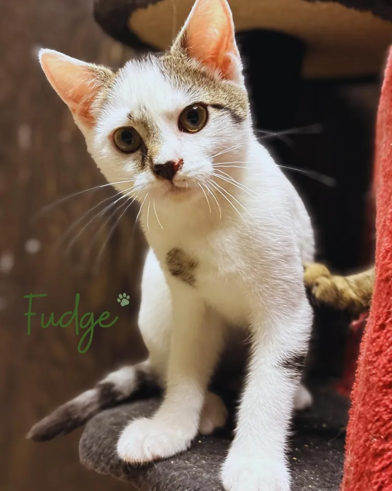 Fudge thumbnail 3