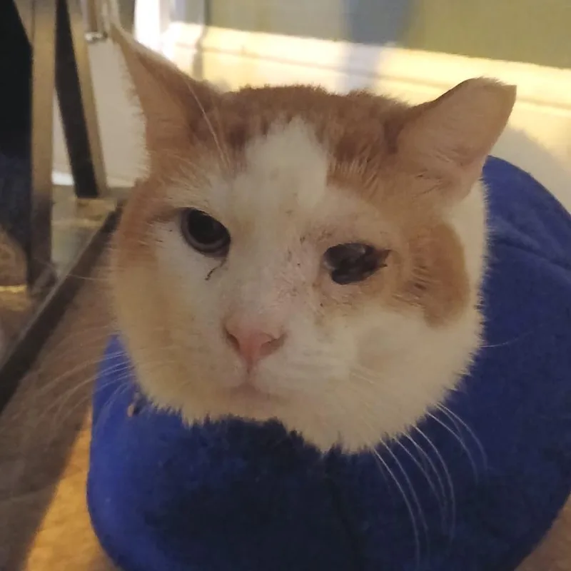 Carlisle thumbnail 2