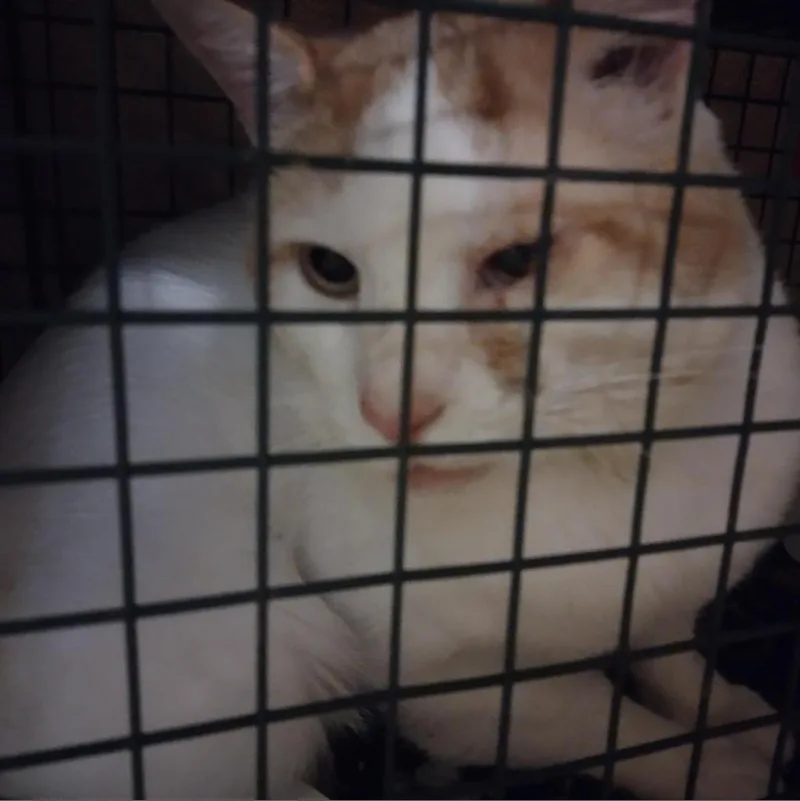 Carlisle thumbnail 3