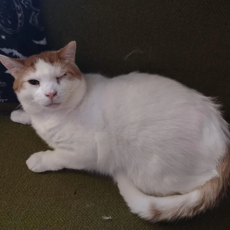 Carlisle thumbnail 4