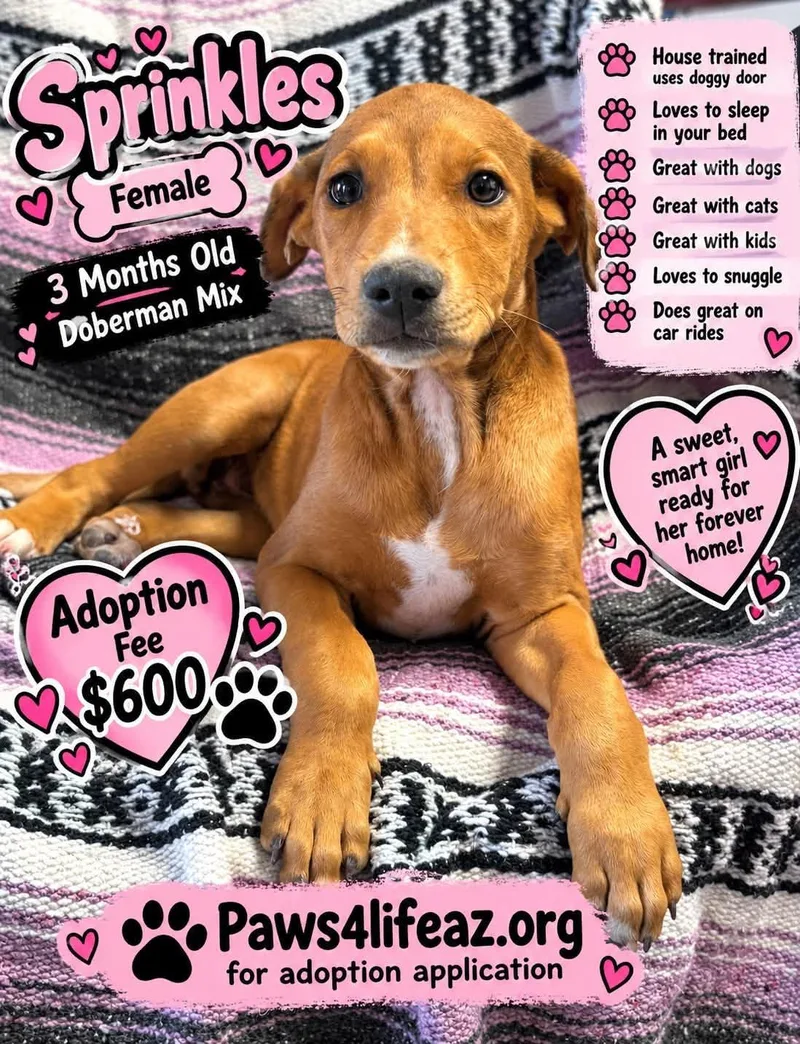A baby medium-sized female Brown / Chocolate Doberman Pinscher dog named Sprinkles for adoption in San Tan Valley, AZ