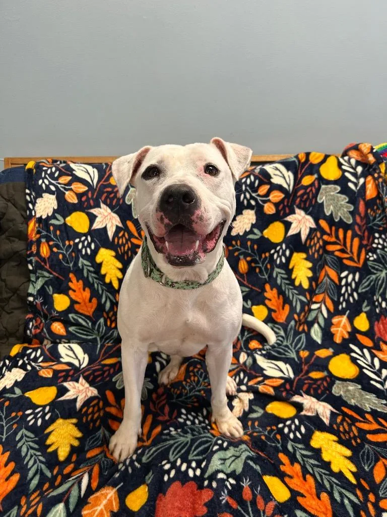 A young medium-sized female Pit Bull Terrier dog named Gloria for adoption in Marion, OH