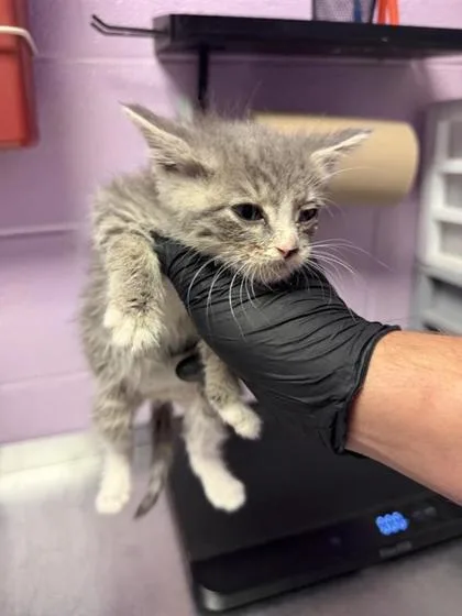 A baby small-sized male Gray / Blue / Silver Domestic Medium Hair cat named 61093333 for adoption in El Paso, TX