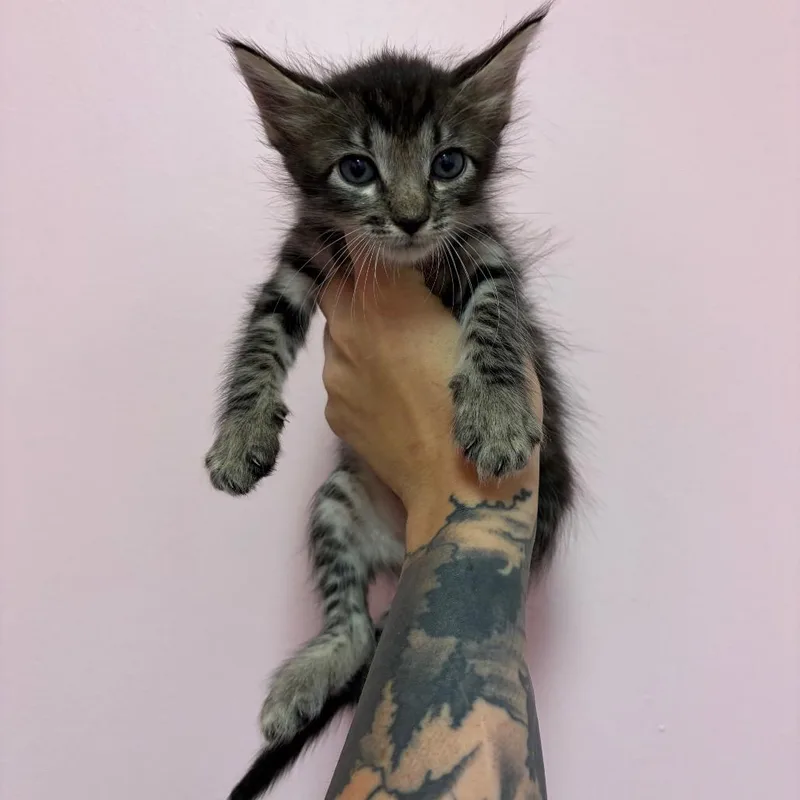 A baby small-sized male Gray / Blue / Silver Domestic Short Hair cat named Dean Winchester for adoption in Webster, TX