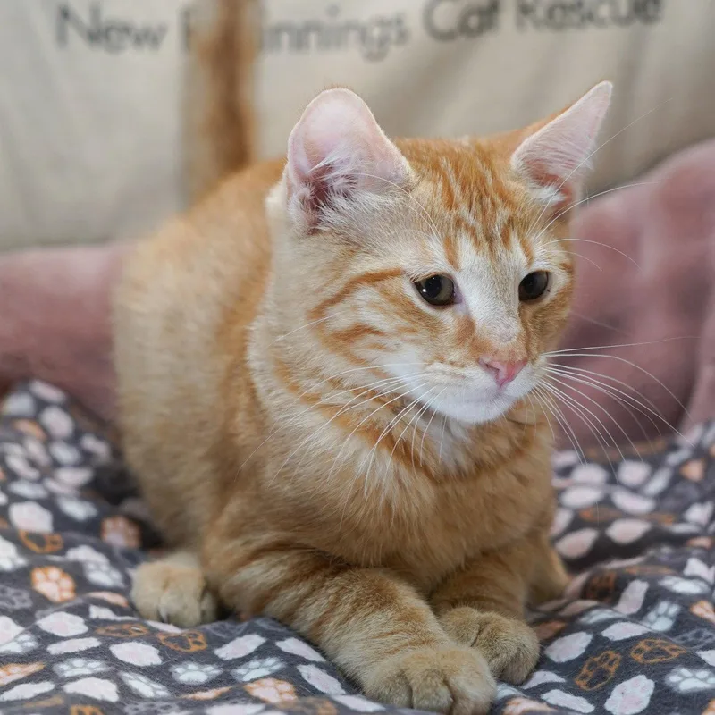 A baby medium-sized male Orange & White Tabby cat named Heineken for adoption in Garland, TX