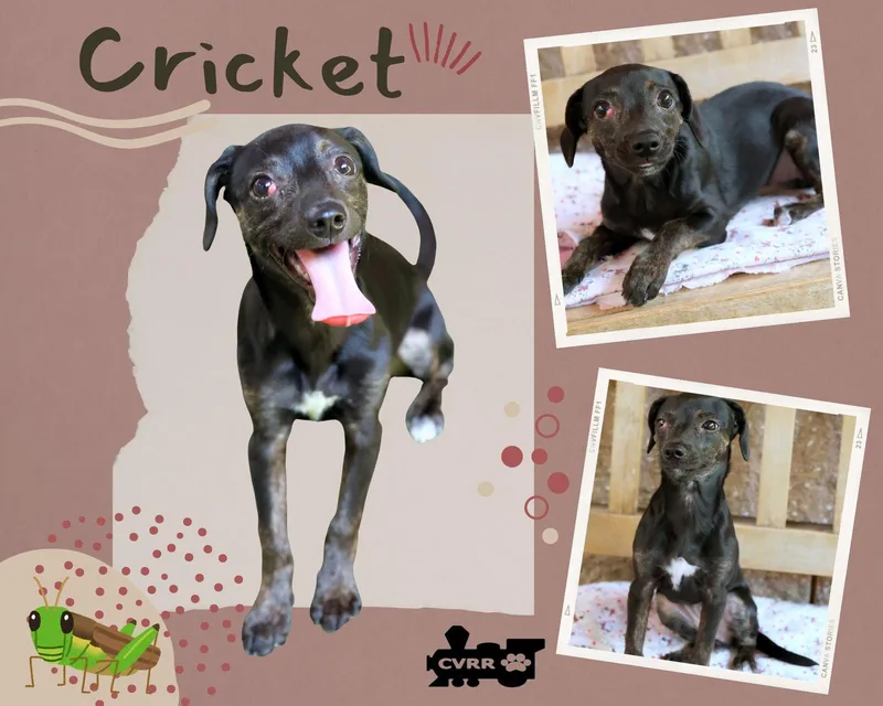 Cricket