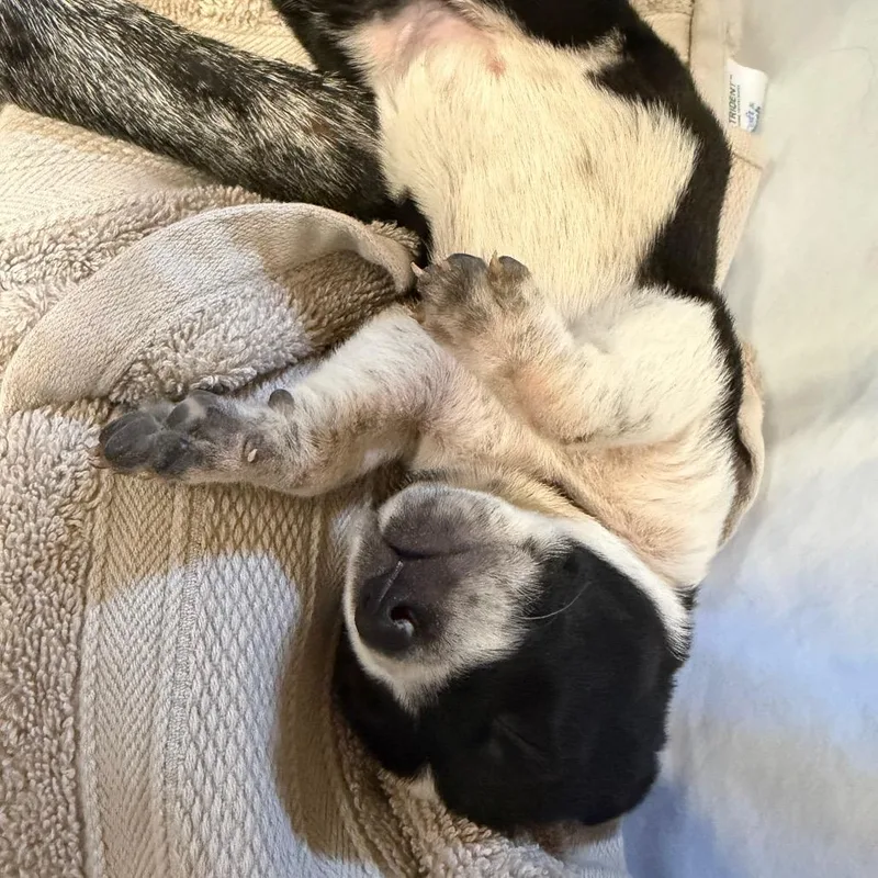 A baby medium-sized female Black Mixed Breed dog named Togo for adoption in Moab, UT