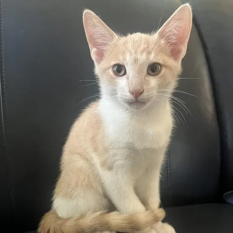 Fiyero Tigelaar