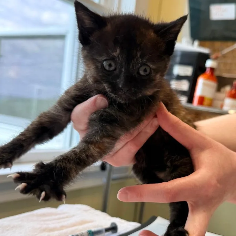 A baby small-sized female Tortoiseshell Domestic Short Hair cat named Raven for adoption in East Smithfield , PA