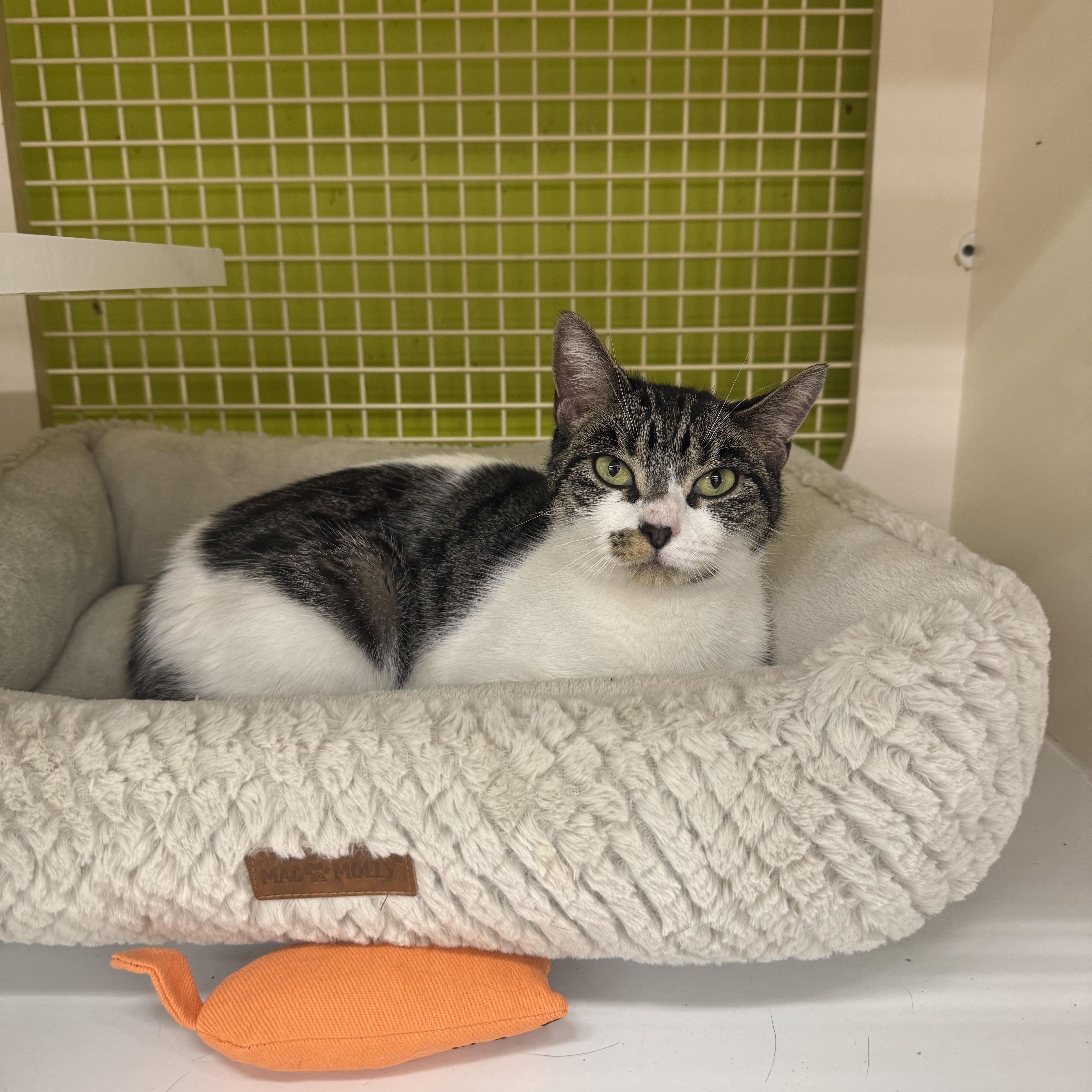 An adult small-sized female Tabby (Brown / Chocolate) Domestic Short Hair cat named Daisy for adoption in Old Bridge, NJ