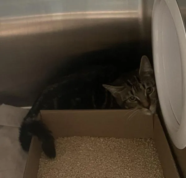 A baby small-sized female Domestic Short Hair cat named Basil Of Baker Street for adoption in Ridgewood, NY