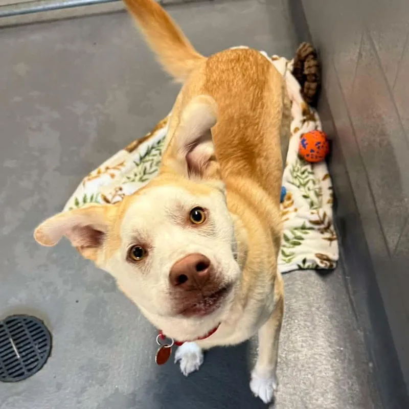 A young medium-sized male Husky dog named Sandy for adoption in Cadiz, OH