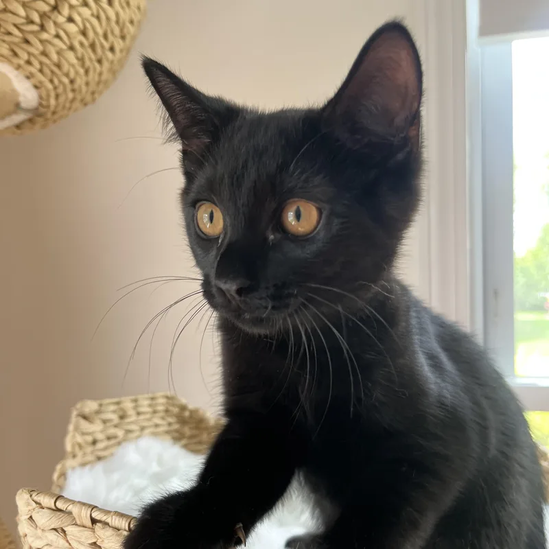 A baby small-sized male Black Domestic Short Hair cat named Charleston for adoption in East Greenwich, RI