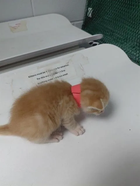 Enzo