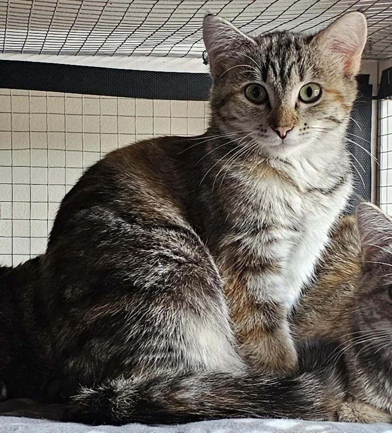 A young medium-sized female Torbie Domestic Short Hair cat named Faith for adoption in Milwaukee, WI