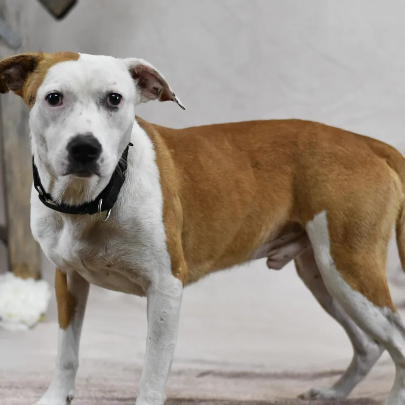 An adult medium-sized male Golden Mixed Breed dog named Jack for adoption in Defuniak Springs, FL